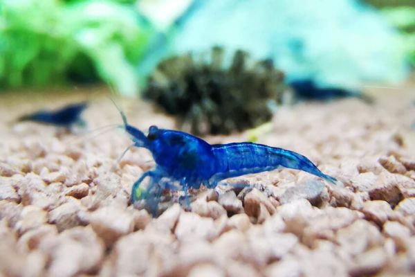 Dark Blue – Neocaridina davidi